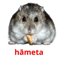 hāmeta picture flashcards