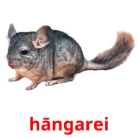 hāngarei picture flashcards