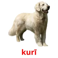 kurī picture flashcards