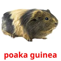 poaka guinea picture flashcards