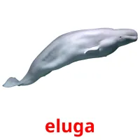 eluga picture flashcards