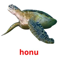 honu picture flashcards