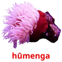 hūmenga picture flashcards