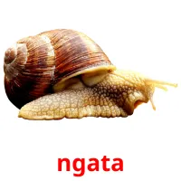 ngata picture flashcards