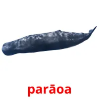 parāoa picture flashcards