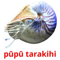 pūpū tarakihi picture flashcards