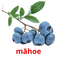 māhoe picture flashcards