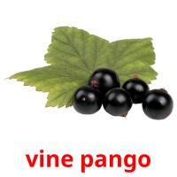 vine pango picture flashcards