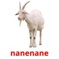 nanenane picture flashcards