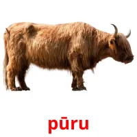 pūru picture flashcards