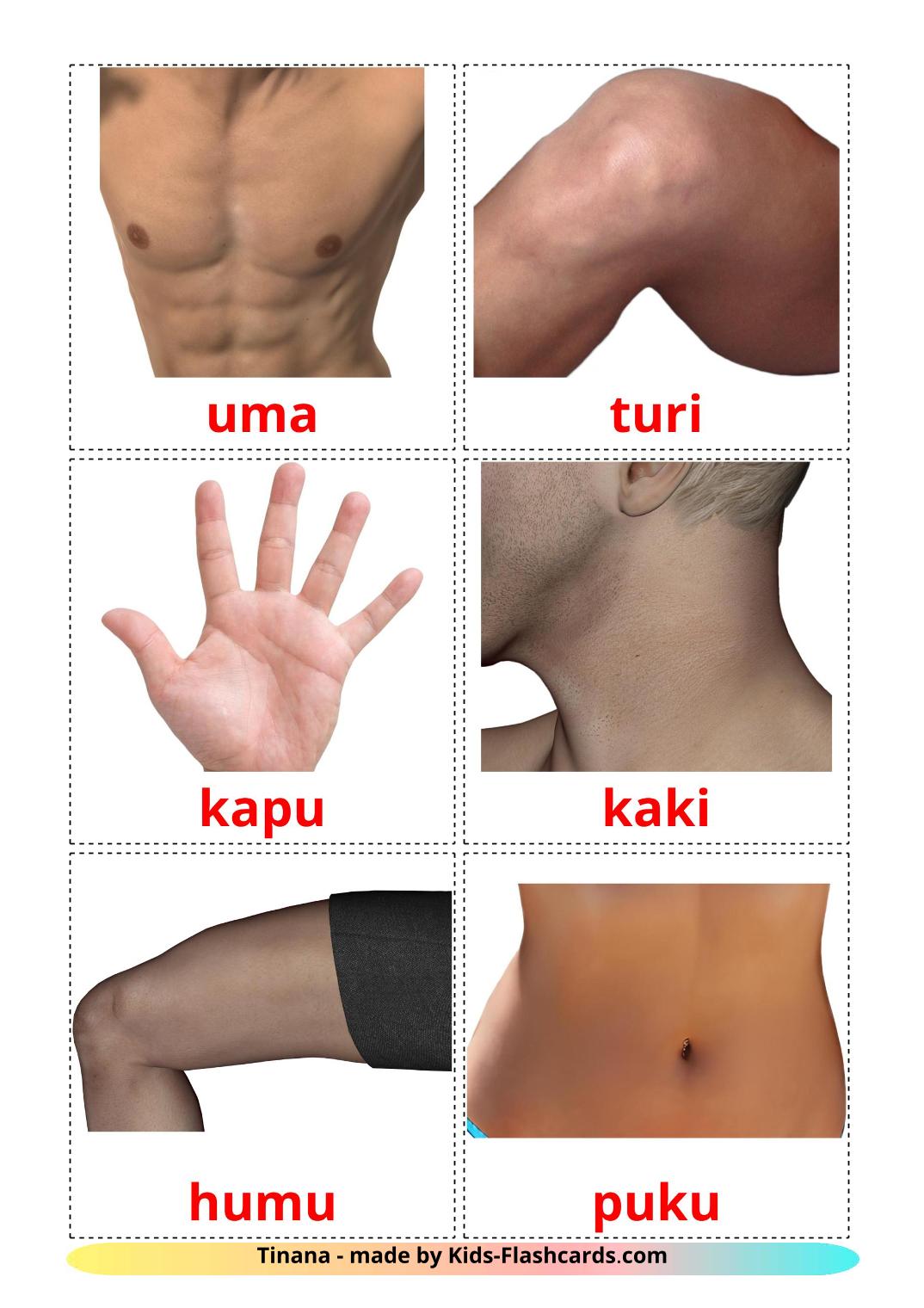Body Parts - 26 Free Printable maori Flashcards 