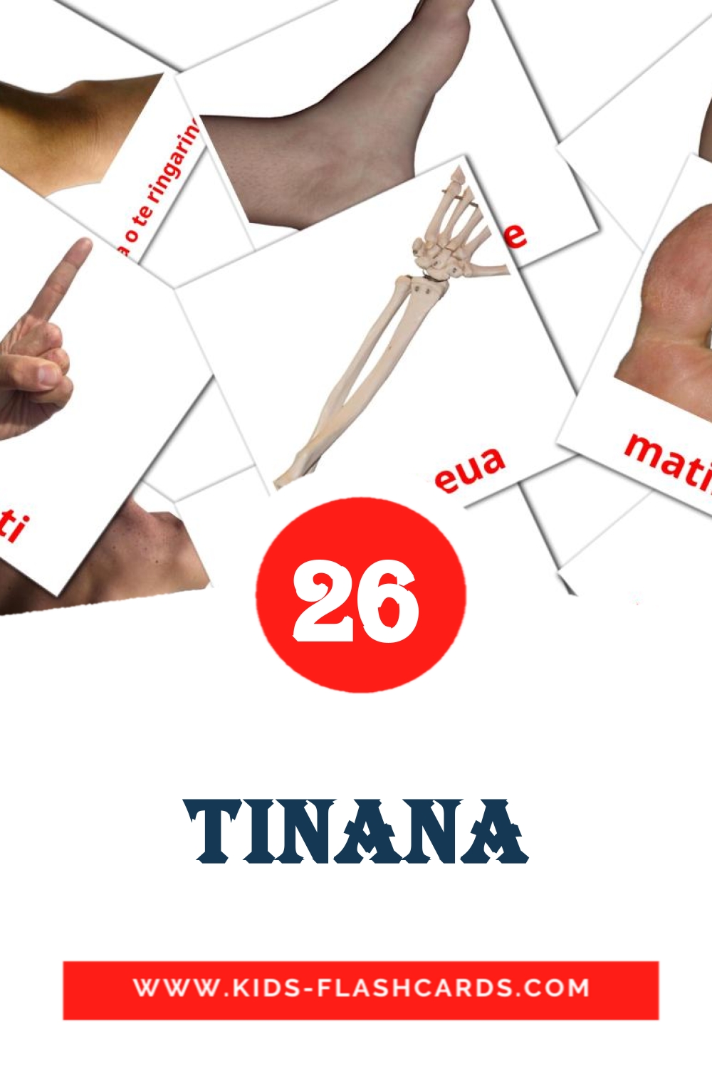 26 Tinana Picture Cards for Kindergarden in maori
