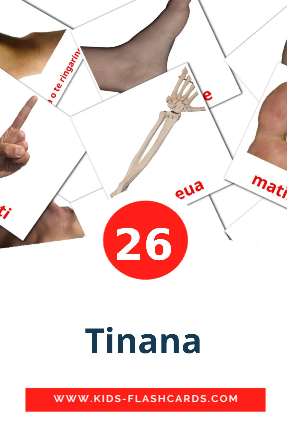 26 Tinana Picture Cards for Kindergarden in maori