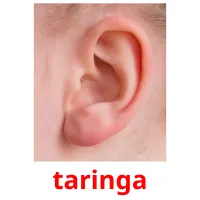 taringa picture flashcards