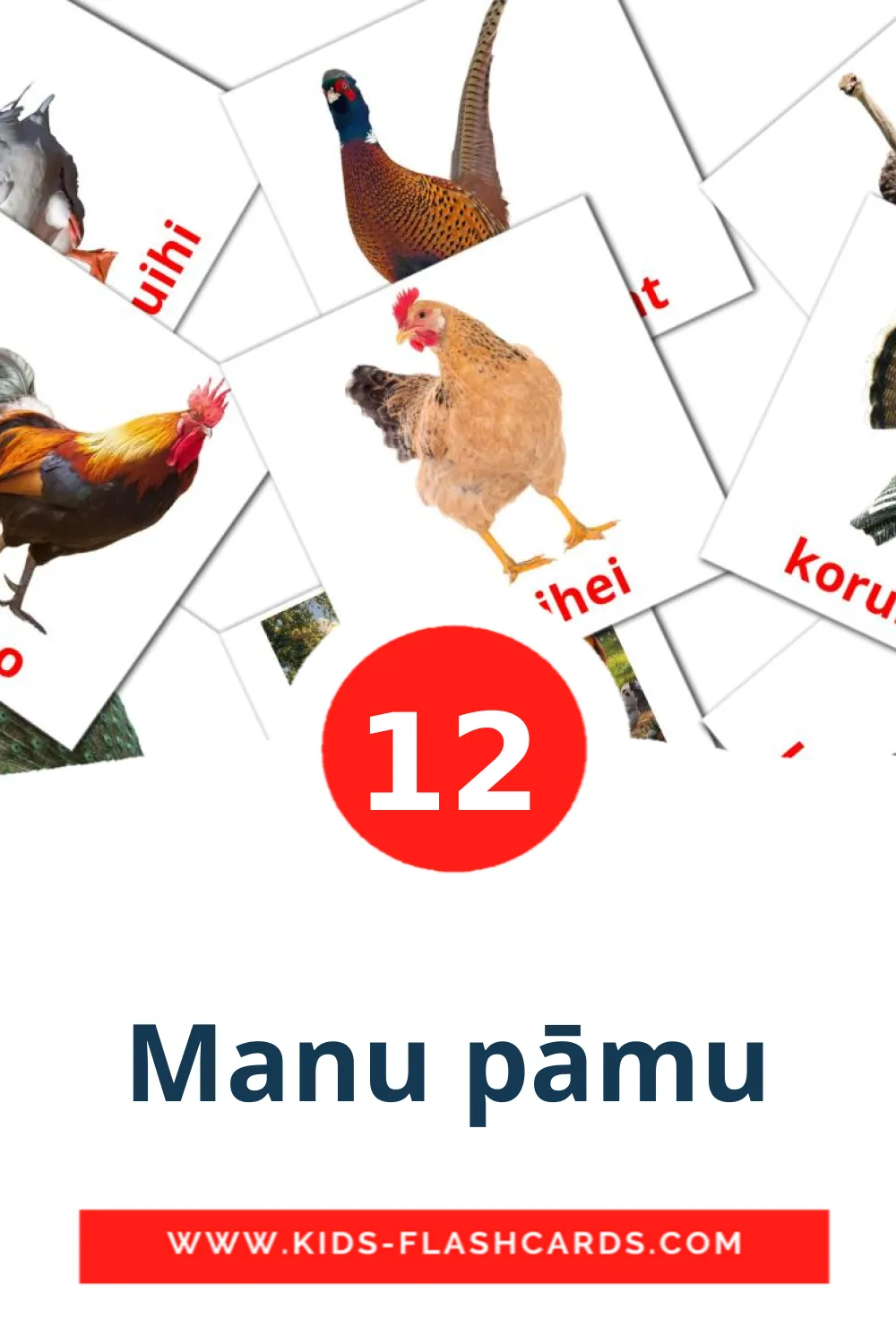 12 Manu pāmu Picture Cards for Kindergarden in maori