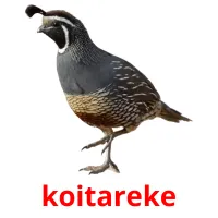 koitareke picture flashcards