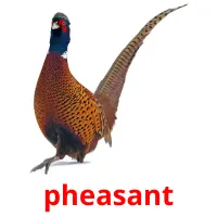 pheasant picture flashcards