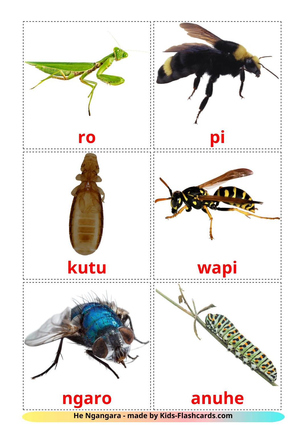 Insekt - 23 kostenlose, druckbare Maori Flashcards 