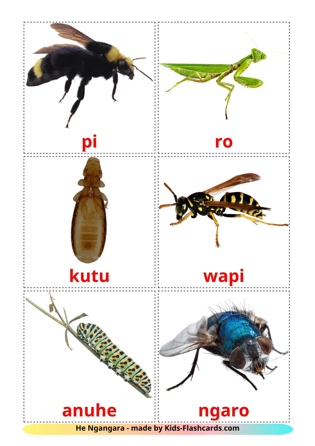 Insects - 24 Free Printable maori Flashcards 