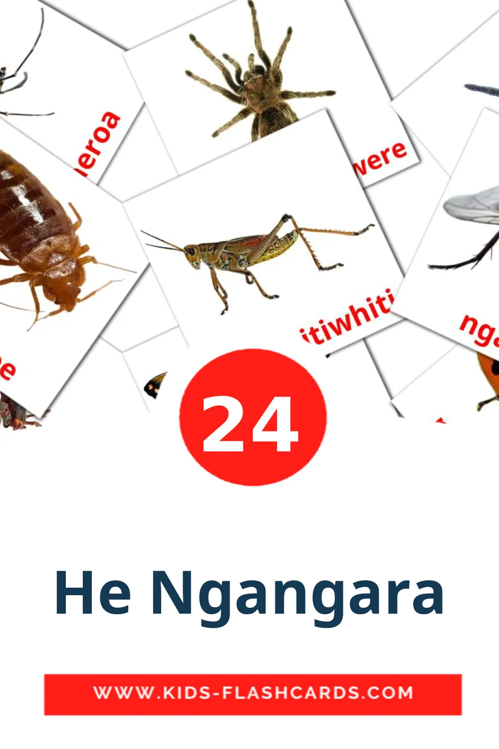 24 He Ngangara Picture Cards for Kindergarden in maori