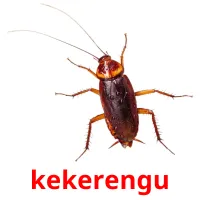 kekerengu picture flashcards