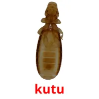 kutu picture flashcards