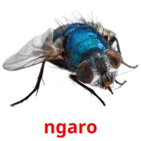 ngaro picture flashcards