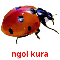 ngoi kura picture flashcards