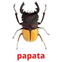 papata picture flashcards
