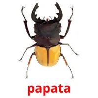 papata picture flashcards