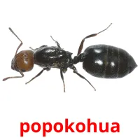 popokohua picture flashcards