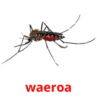 waeroa picture flashcards