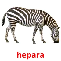 hepara cartões com imagens