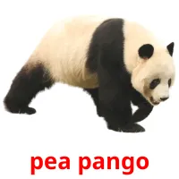 pea pango cartões com imagens