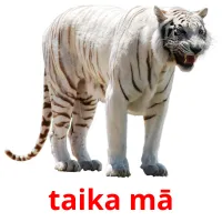 taika mā cartões com imagens