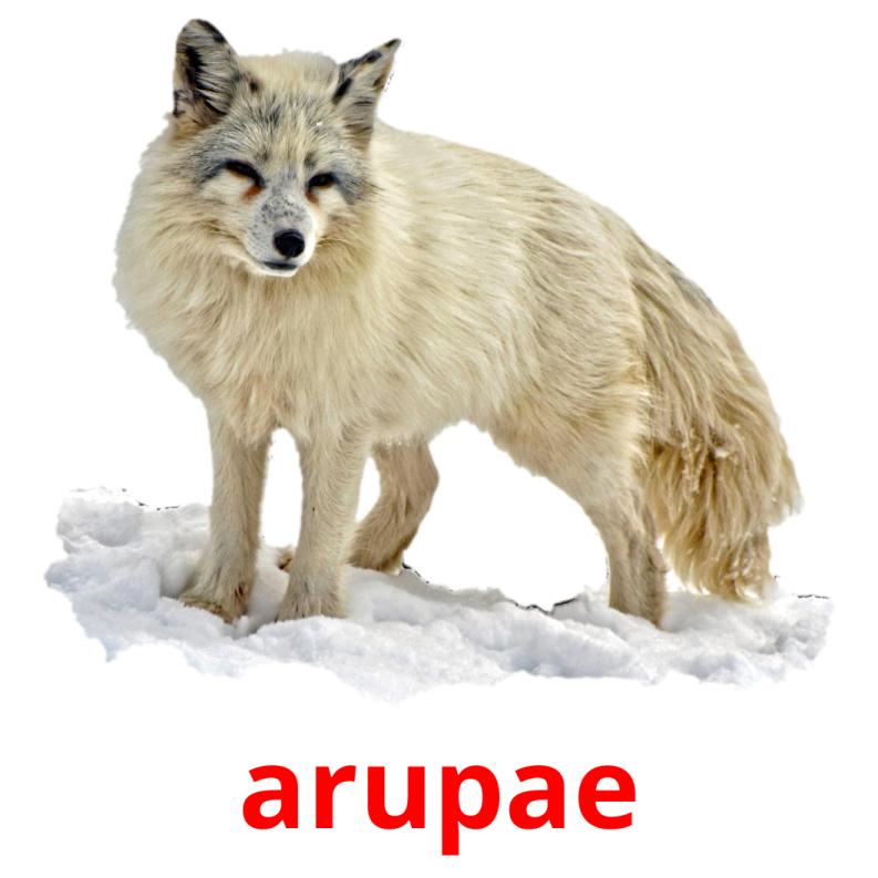 arupae picture flashcards