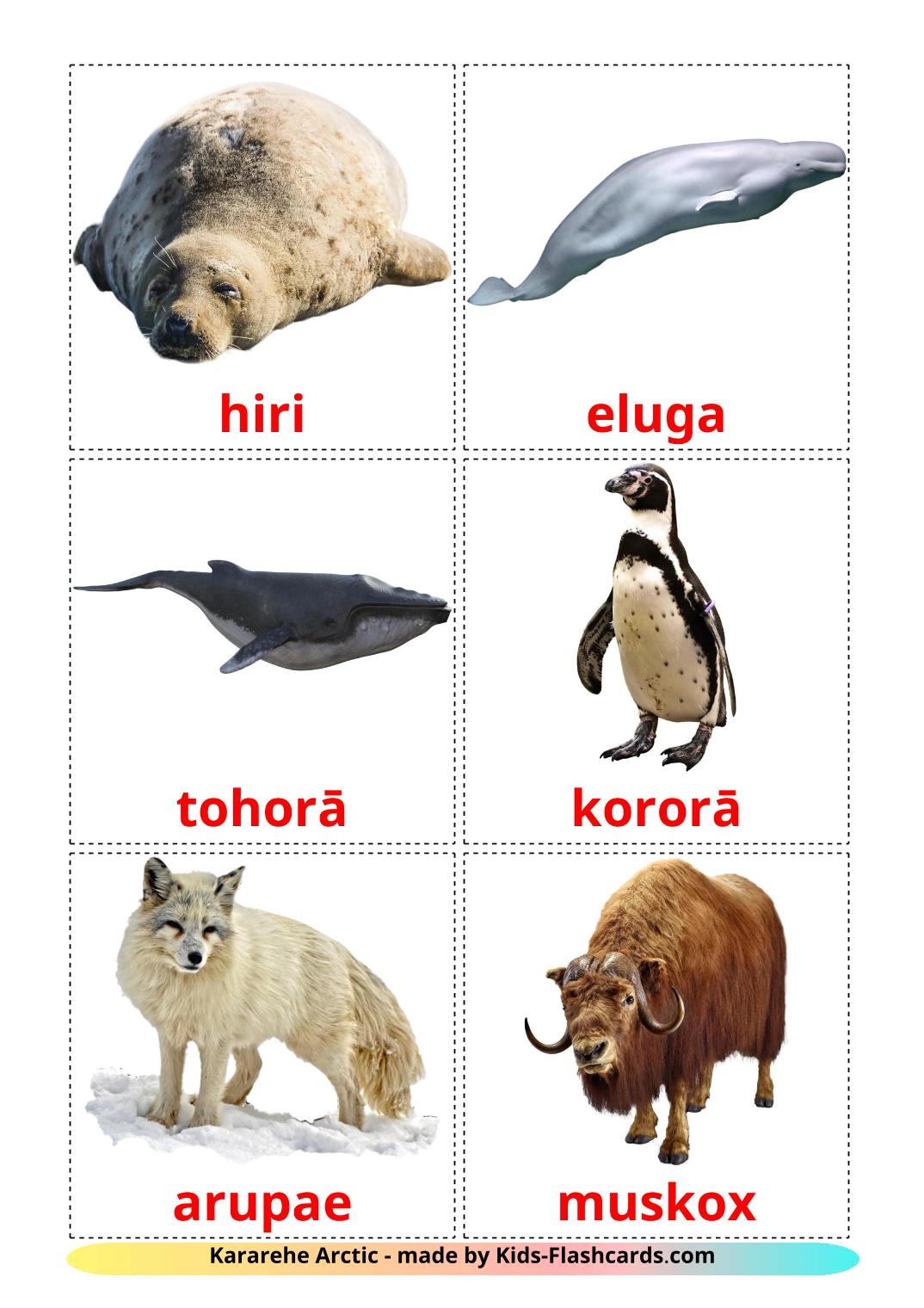Arctic animals - 14 Free Printable maori Flashcards 