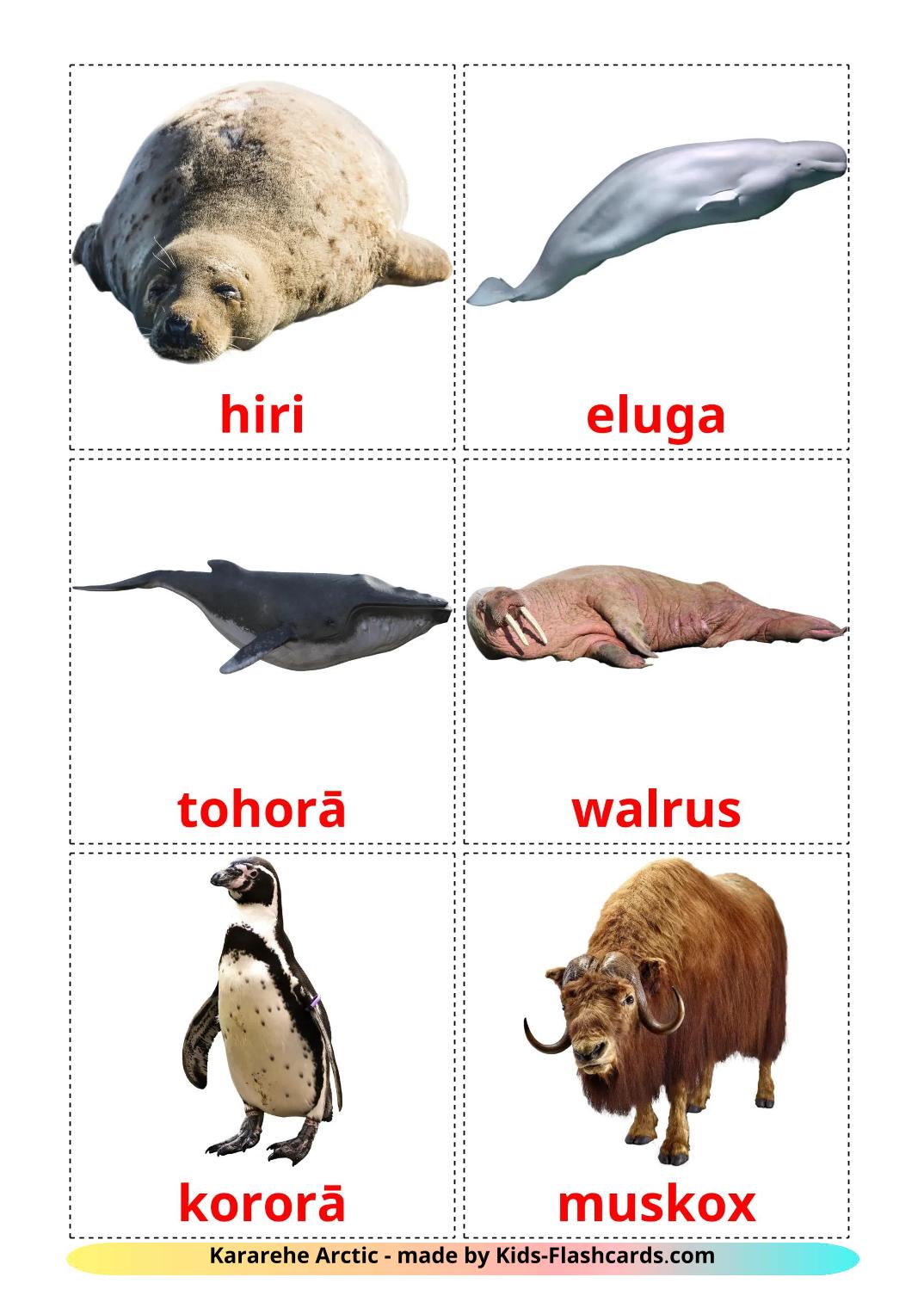 Arctic animals - 15 Free Printable maori Flashcards 