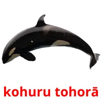 kohuru tohorā picture flashcards