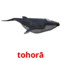 tohorā picture flashcards