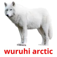 wuruhi arctic picture flashcards