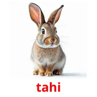 tahi picture flashcards