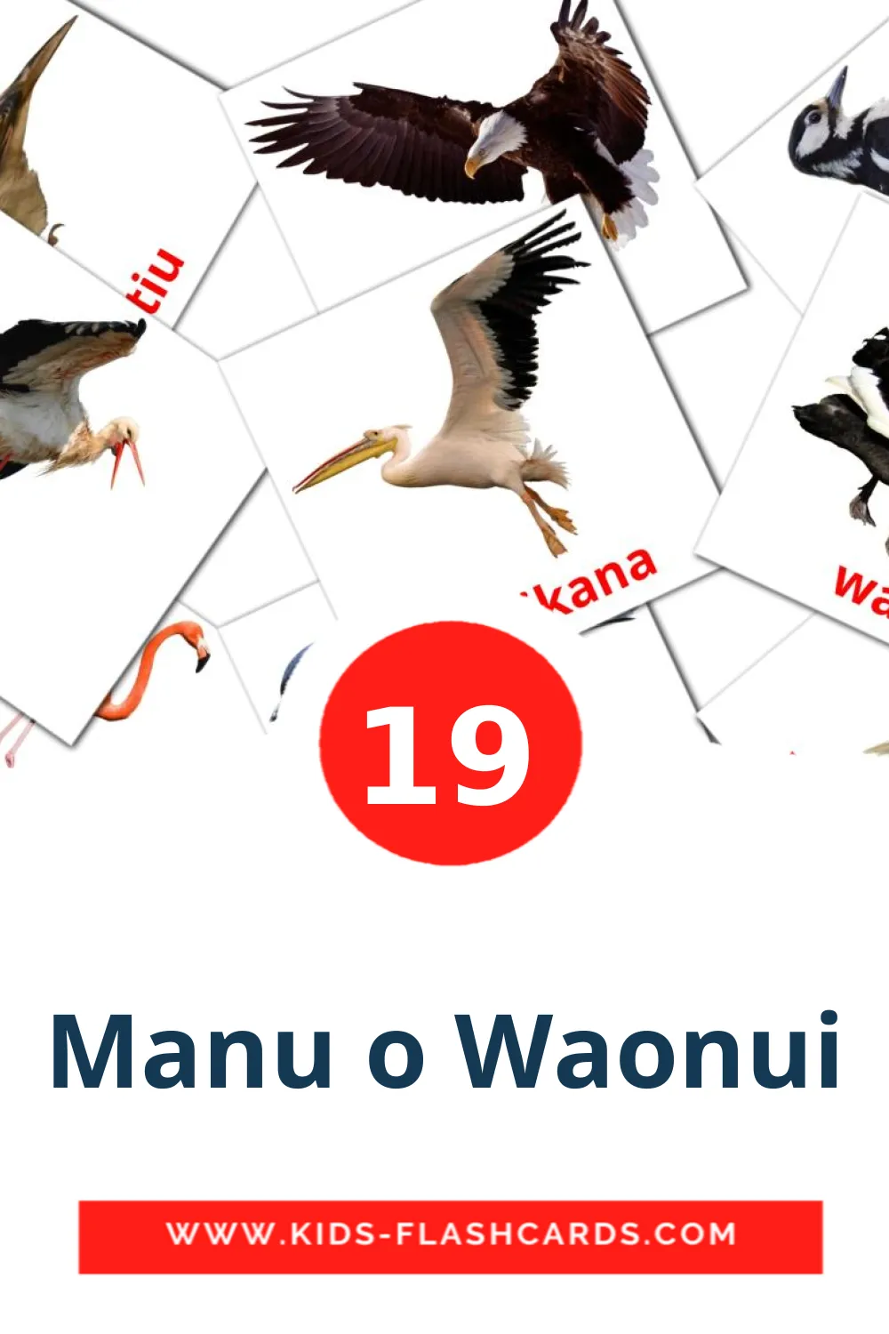 19 Manu o Waonui Picture Cards for Kindergarden in maori