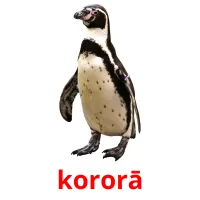 kororā picture flashcards