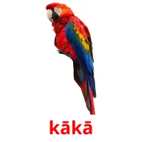 kākā picture flashcards