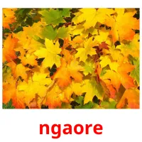 ngaore picture flashcards