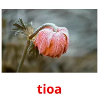 tioa picture flashcards