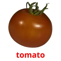 tomato flashcards illustrate