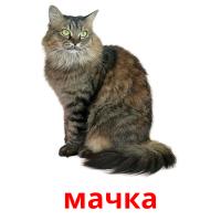 мачка picture flashcards