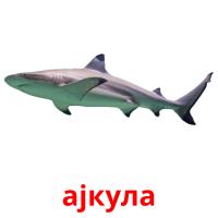 ајкула picture flashcards